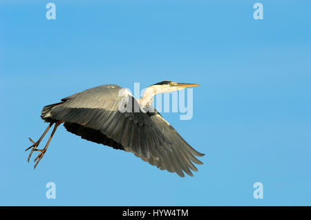 Single Grey Heron, Ardea cinerea, Flying with Background of Clear Blue Sky Stock Photo