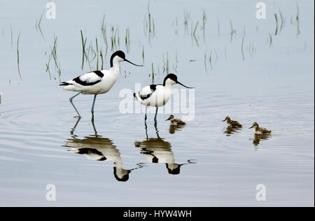 Family of Avocets Couple & Three Chicks Reflected in Vaccarès Lake Camargue Provence France Stock Photo