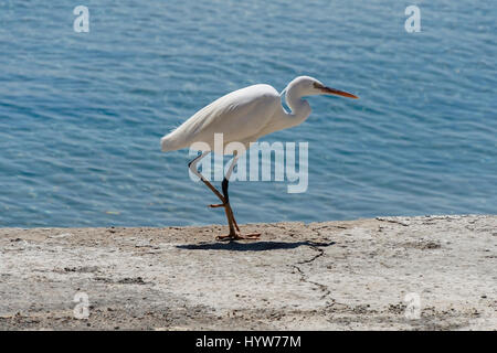 Egyptian Egret stands motionless on a concrete path at the side of the sea Stock Photo