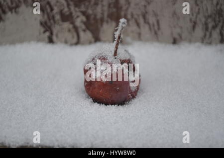 Snow covered crab apple. Stock Photo