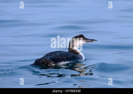 Common loon / great northern diver / great northern loon (Gavia immer) in winter plumage swimming in sea Stock Photo