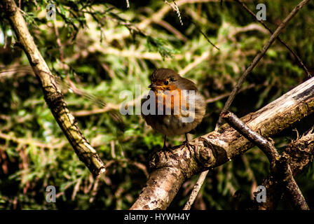 Queenswood Country Park, Herefordshire, UK. 26th April, 2017. A young European Robin (Erithacus rubecula), known simply as the Robin, or Robin Redbreast in the British Isles, poses for a photograph in Queenswood Country Park which is the only designated country park in the county of Herefordshire. Designated as a Site of Special Scientific Interest (SSSI) and Local Nature Reserve (LNR). Credit: Jim Wood/Alamy Live News Stock Photo