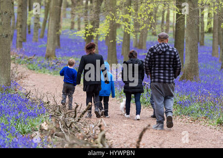 HERTFORDSHIRE, UK. 25th April 2017. Bluebells in full bloom in Dockey Wood on the Ashridge Estate. Work is being undertaken to protect the bluebells and encourage visitors to stay on the marked footpaths. Stock Photo