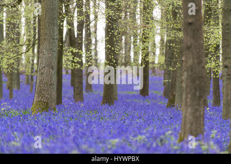 HERTFORDSHIRE, UK. 25th April 2017. Bluebells in full bloom in Dockey Wood on the Ashridge Estate. Work is being undertaken to protect the bluebells and encourage visitors to stay on the marked footpaths. Stock Photo