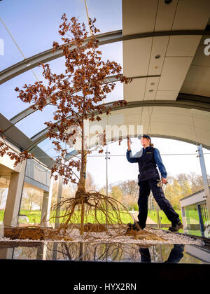 Wakehurst, UK. 7th April, 2017. Wakehurst - Royal Botanic Gardens. Launch of new exhibition at the Millennium Seed Bank - Secret Structures runs from now until March 2018 Botanical Horticulturalist Carol Hart with the Oak Tree exhibit which has recently featured on tv and is complete with root system on show. Credit: Jim Holden/Alamy Live News Stock Photo