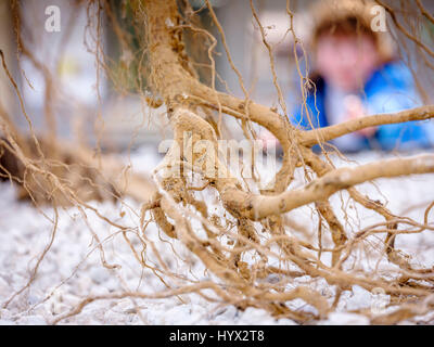 Wakehurst, UK. 7th April, 2017. Wakehurst - Royal Botanic Gardens. Launch of new exhibition at the Millennium Seed Bank - Secret Structures runs from now until March 2018. A young visitor looks at the exposed roots of the oak tree. Credit: Jim Holden/Alamy Live News Stock Photo