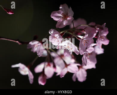 Tokyo, Japan. 7th Apr, 2017. Fully bloomed cherry blossoms are lit up in Tokyo on Friday, April 7, 2017. Viewing cherry blossoms is a national pastime and cultural event in Japan, where millions of people turn out to admire them annually. Credit: Yoshio Tsunoda/AFLO/Alamy Live News Stock Photo