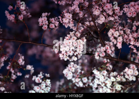 Tokyo, Japan. 7th Apr, 2017. Fully bloomed cherry blossoms are lit up in Tokyo on Friday, April 7, 2017. Viewing cherry blossoms is a national pastime and cultural event in Japan, where millions of people turn out to admire them annually. Credit: Yoshio Tsunoda/AFLO/Alamy Live News Stock Photo