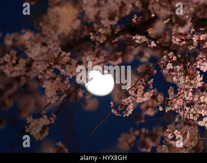 Tokyo, Japan. 7th Apr, 2017. The moon is seen behind fully bloomed cherry blossoms lit up in Tokyo on Friday, April 7, 2017. Viewing cherry blossoms is a national pastime and cultural event in Japan, where millions of people turn out to admire them annually. Credit: Yoshio Tsunoda/AFLO/Alamy Live News Stock Photo