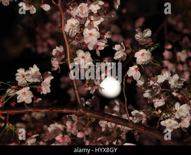 Tokyo, Japan. 7th Apr, 2017. The moon is seen behind fully bloomed cherry blossoms lit up in Tokyo on Friday, April 7, 2017. Viewing cherry blossoms is a national pastime and cultural event in Japan, where millions of people turn out to admire them annually. Credit: Yoshio Tsunoda/AFLO/Alamy Live News Stock Photo