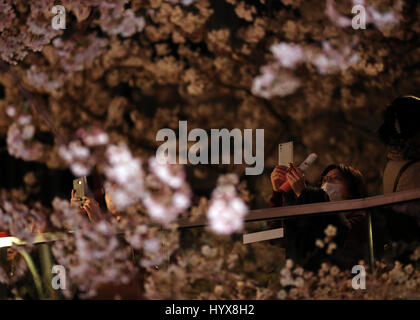 Tokyo, Japan. 7th Apr, 2017. People enjoy the night view of fully bloomed cherry blossoms lit up in Tokyo on Friday, April 7, 2017. Viewing cherry blossoms is a national pastime and cultural event in Japan, where millions of people turn out to admire them annually. Credit: Yoshio Tsunoda/AFLO/Alamy Live News Stock Photo