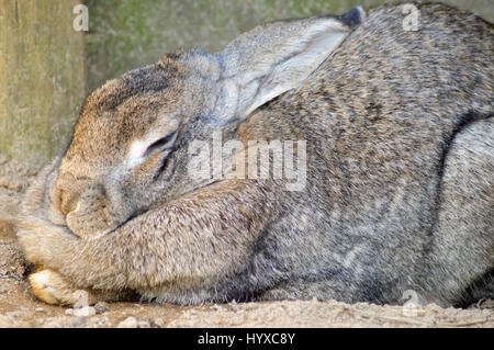 Rabbit gray in full nap in a wildlife park in France Stock Photo