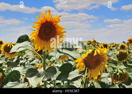 Sunflower field (Helianthus annuus), Costa de la Luz, Cádiz Province, Andalusia, Spain Stock Photo