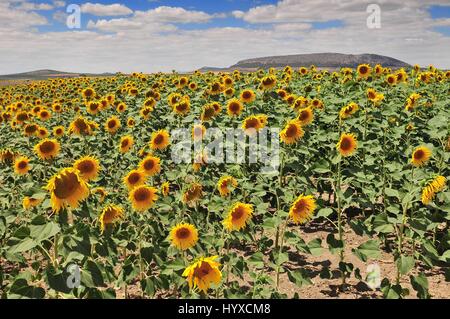 Sunflower field (Helianthus annuus), Costa de la Luz, Cádiz Province, Andalusia, Spain Stock Photo