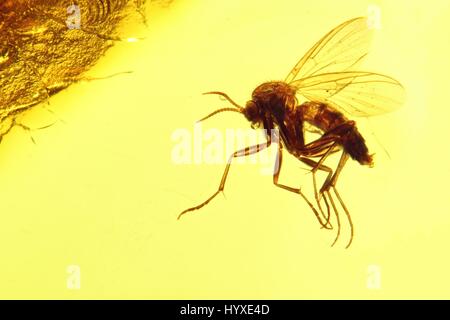 fungus gnat (mycetophilidae) imprisoned in baltic amber Stock Photo