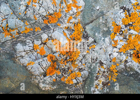 the texture of rough stone covered with tufts of yellow moss Stock Photo