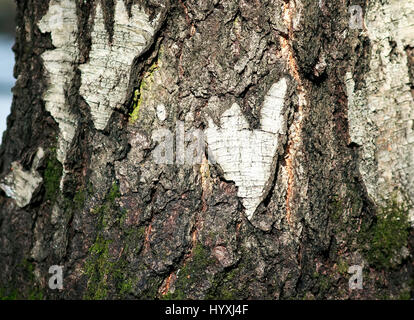 natural heart ruby the bark of a birch tree in the forest Stock Photo