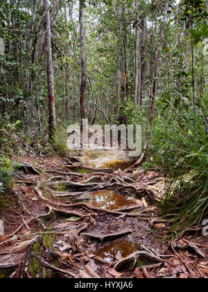 Lintang trail in Bako National Park, Borneo, Malaysia Stock Photo