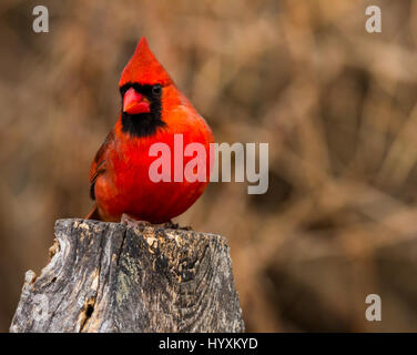 Male Red Cardinal (Cardinalis cardinalis) perched on a fencepost with blurred background.  Room for copy Stock Photo