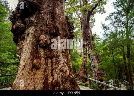 24m wide Giant Tingle Tree in Walpole-Nornalup National Park, Western Australia. Stock Photo