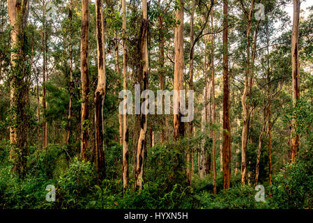 Karri Forest of southwest Western Australia is one of the tallest in the world. Karri trees can grow up to 90 m (290 ft) height. Stock Photo