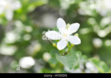 Wrigthia antidysenterica or  Angiosperms flower Stock Photo