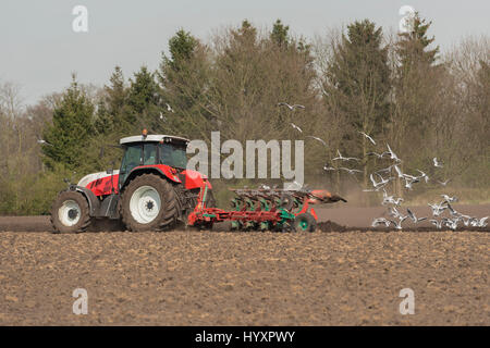 Agriculture red white tractor with plow and pecking seagulls on a future potato field in the Achterhoek in the Netherlands Stock Photo