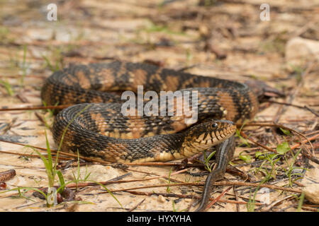 Banded water snake Stock Photo