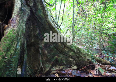 Buttress root tree in Sabah, North Borneo, Malaysia Stock Photo