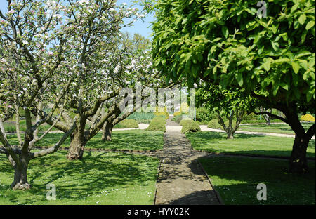 Apple blossom and Medlar trees in Grimsthorpe Castle Potager Stock Photo