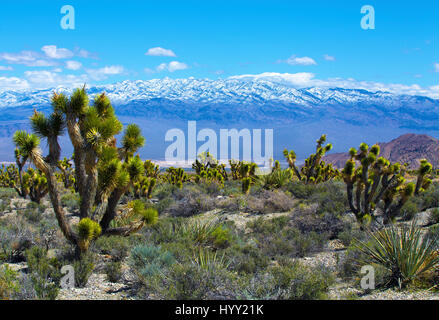 Joshua tree parkland near Las Vegas, march 2017 Stock Photo