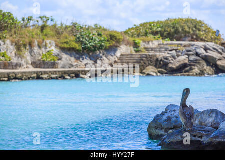 Pelican on the caribbean beach in Mexico Stock Photo