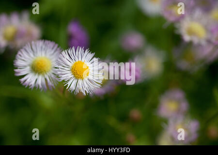 Pink aster flowers isolated on a blurred background of flowers Stock Photo