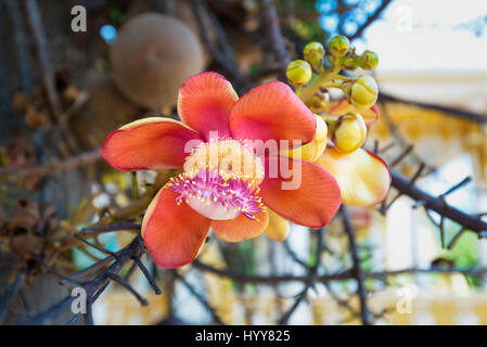 Sala flora or Shorea robusta flower on Cannonball Tree Stock Photo