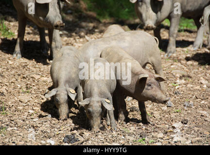 ARACENA, HUELVA PROVINCE, ANDALUCIA, SPAIN. Black Iberian free-range Lampino piglets foraging for acorns in the dehesa. Stock Photo