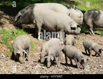 ARACENA, HUELVA PROVINCE, SPAIN. Black Iberian Lampino pigs (adults and piglets) foraging for acorns in the dehesa. Stock Photo