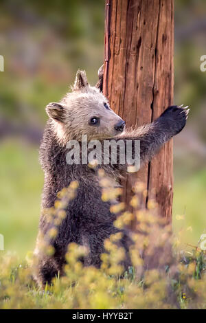 THE MOST adorable bear cub you’re likely to see cannot stop showering his mother with kisses. The pictures show the mama bear enjoying rough and tumble with her four-month old offspring before the pair succumb to the heart-melting mother-baby affection we see in these photographs of wild grizzlies. The stunning images were captured by photographer Troy Harrison (47) from Nashville in Tennesse, USA at the Grand Teton National Park in Wyoming. Stock Photo