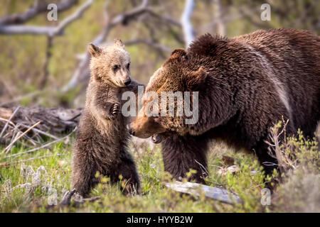 THE MOST adorable bear cub you’re likely to see cannot stop showering his mother with kisses. The pictures show the mama bear enjoying rough and tumble with her four-month old offspring before the pair succumb to the heart-melting mother-baby affection we see in these photographs of wild grizzlies. The stunning images were captured by photographer Troy Harrison (47) from Nashville in Tennesse, USA at the Grand Teton National Park in Wyoming. Stock Photo