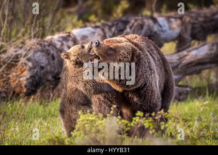 THE MOST adorable bear cub you’re likely to see cannot stop showering his mother with kisses. The pictures show the mama bear enjoying rough and tumble with her four-month old offspring before the pair succumb to the heart-melting mother-baby affection we see in these photographs of wild grizzlies. The stunning images were captured by photographer Troy Harrison (47) from Nashville in Tennesse, USA at the Grand Teton National Park in Wyoming. Stock Photo