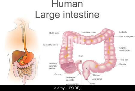 The large intestine, also called the colon, is part of the final stages of digestion,  Vector Illustration. Stock Vector
