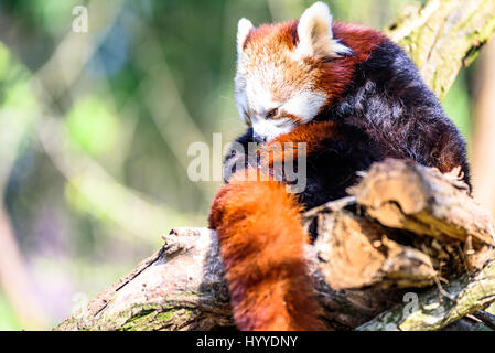 Cute small panda scratching itself and relaxing in the sun Stock Photo