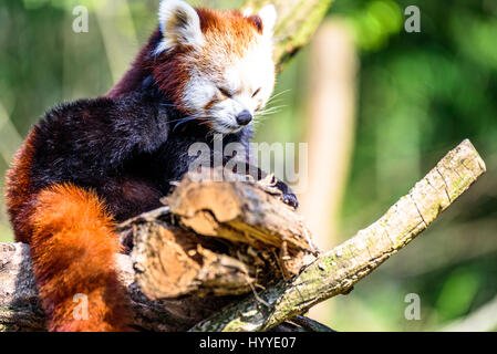 Cute small panda scratching itself and relaxing in the sun Stock Photo