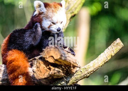 Cute small panda scratching itself and relaxing in the sun Stock Photo