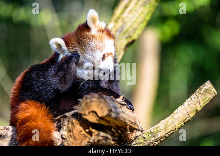 Cute small panda scratching itself and relaxing in the sun Stock Photo