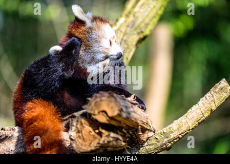 Cute small panda scratching itself and relaxing in the sun Stock Photo