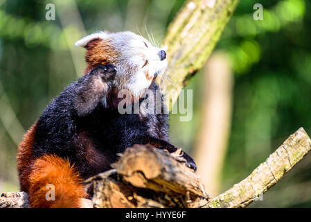 Cute small panda scratching itself and relaxing in the sun Stock Photo