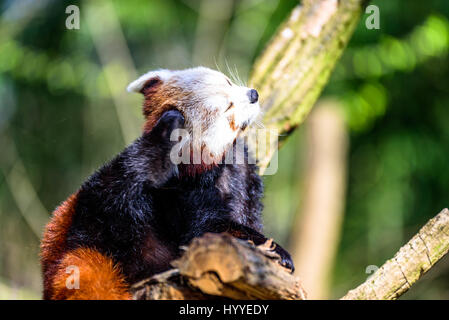 Cute small panda scratching itself and relaxing in the sun Stock Photo