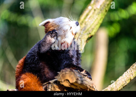 Cute small panda scratching itself and relaxing in the sun Stock Photo