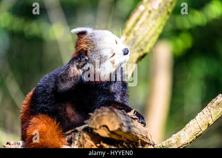 Cute small panda scratching itself and relaxing in the sun Stock Photo