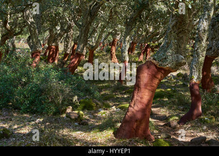 Peeled cork oak (Quercus Suber), Plantation, Gesturi, Giara di Gesturi, Sardinia, Italy Stock Photo